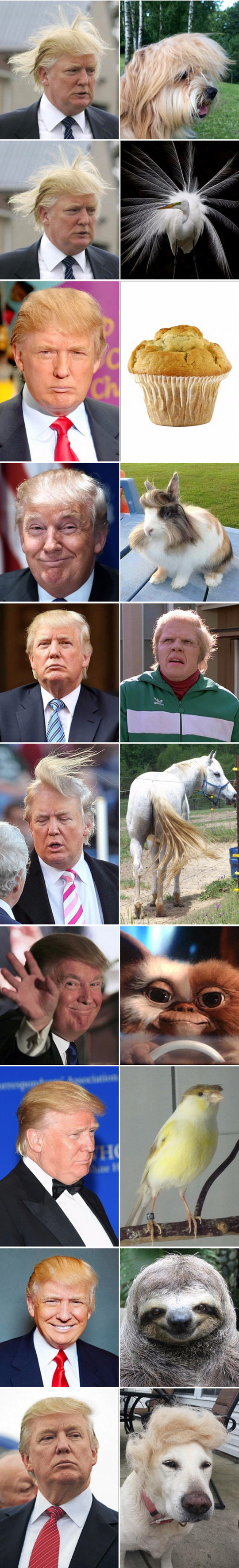 funny-Donald-Trump-hair-cat-look-alike
