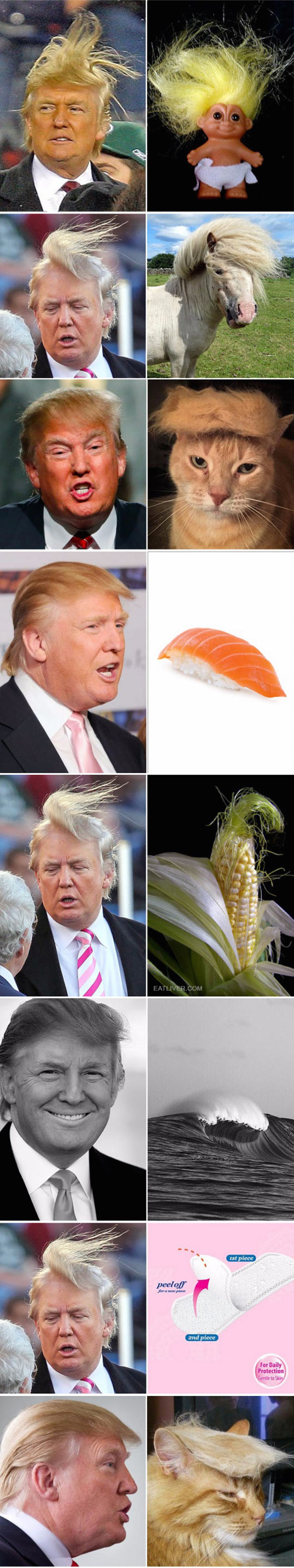 funny-Donald-Trump-hair-looking-like-things