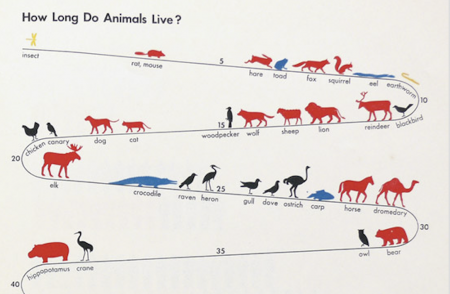Average Animal Lifespan Chart - The Poke