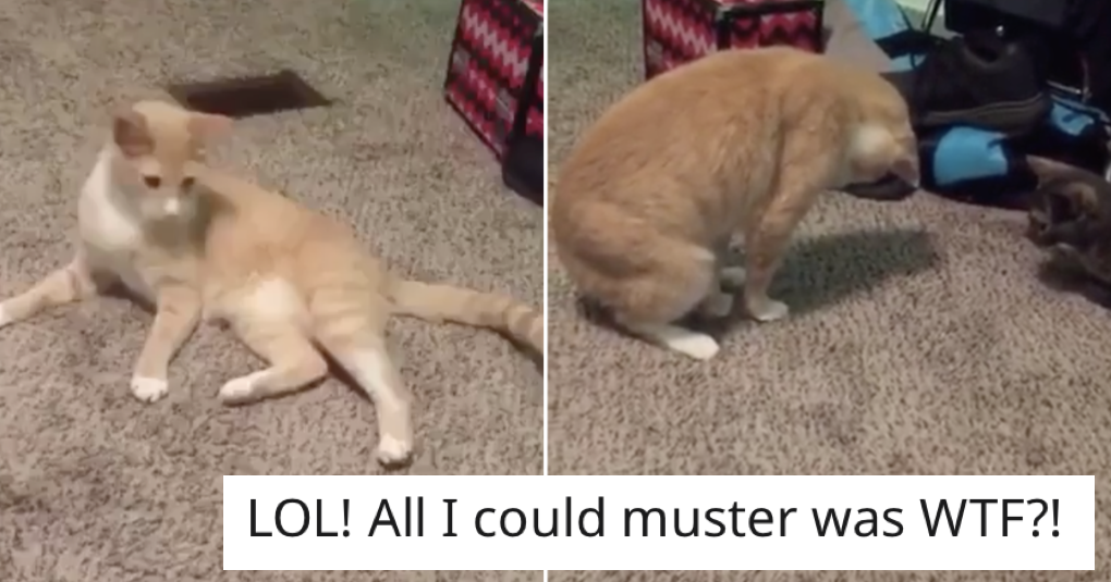 This cat stood on its own tail and we were as surprised as it was The