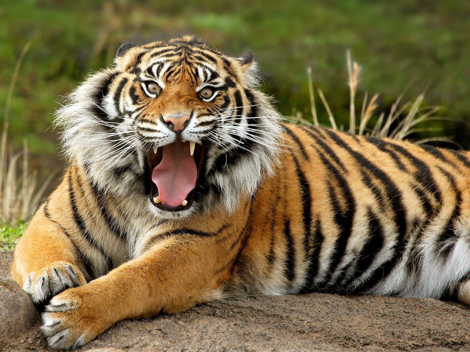 Nasty Tigress