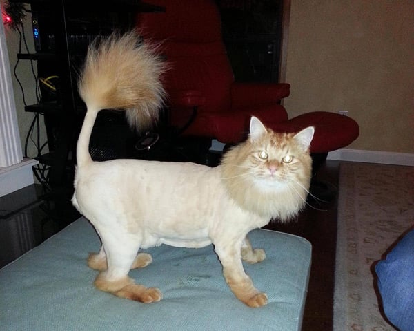 12 Shaved Cats That Are Now Lions (Mostly) The Poke