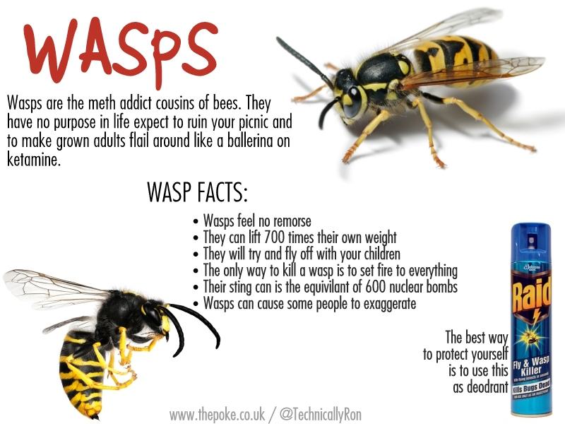 wasps2