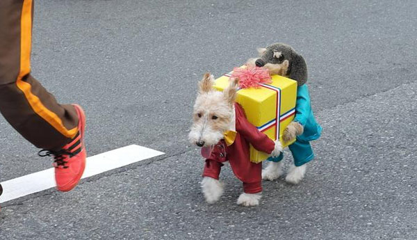 15 Essential Dog Outfits The Poke
