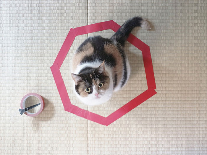 MPBShow-to-trap-a-cat-circle-3
