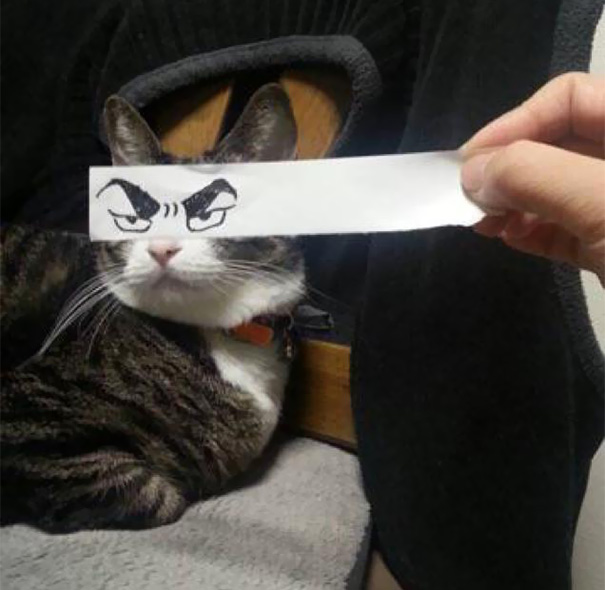 Cats With Cartoon Eyes - The Poke
