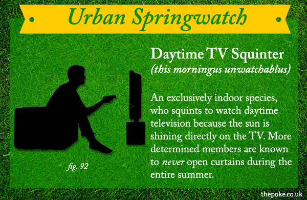urbanspringwatch_daytimetv