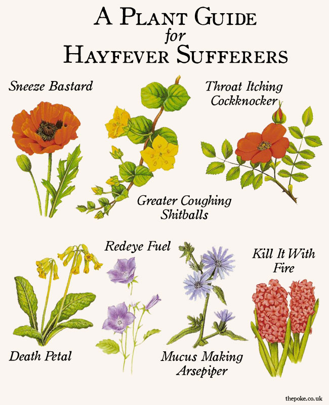 hayfever_flowers_guide