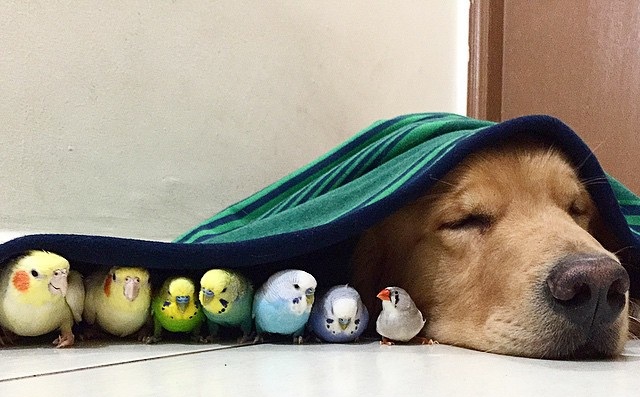 This dog, hamster and 8 birds may actually break the internet - The Poke
