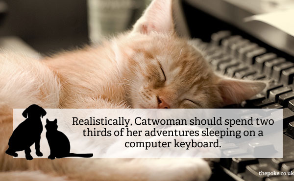 catdogobs_1catwoman