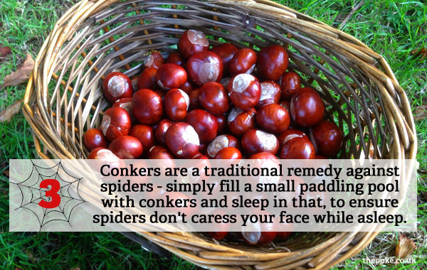 Conkers are a traditional remedy against spiders - simply fill a small paddling pool with conkers and sleep in that, to ensure spiders don't caress your face while asleep.