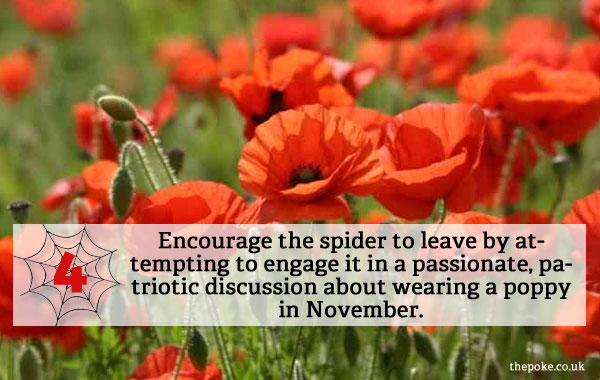 Encourage the spider to leave by attempting to engage it in a passionate, patriotic discussion about wearing a poppy in November.