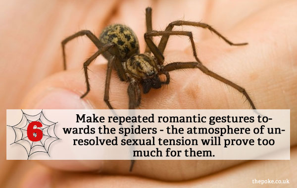 Make repeated romantic gestures towards the spiders - the atmosphere of unresolved sexual tension will prove too much for them.