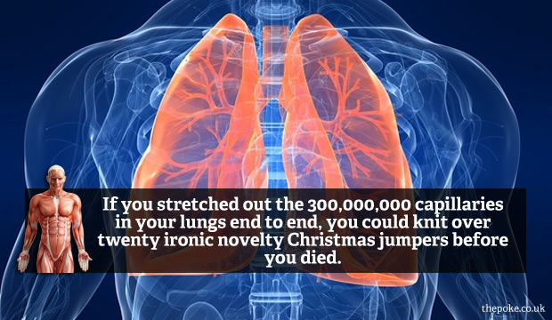 amazing_body_facts6lungs