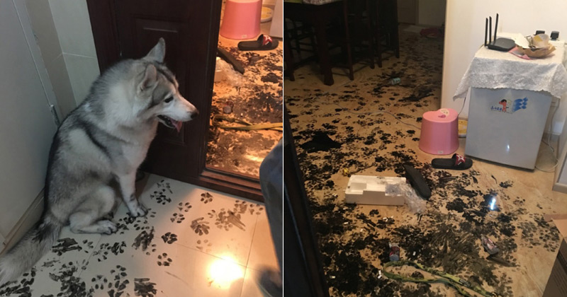 Dog finds pot of Chinese calligraphy ink, family returns home to total carnage