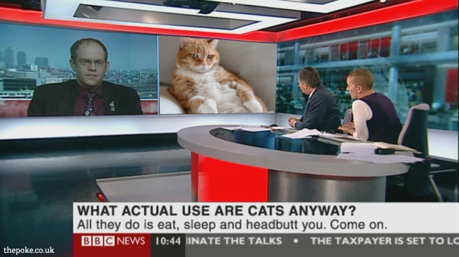 bbcnews_toofar3cats