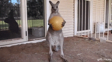 play_times_over_kangaroo