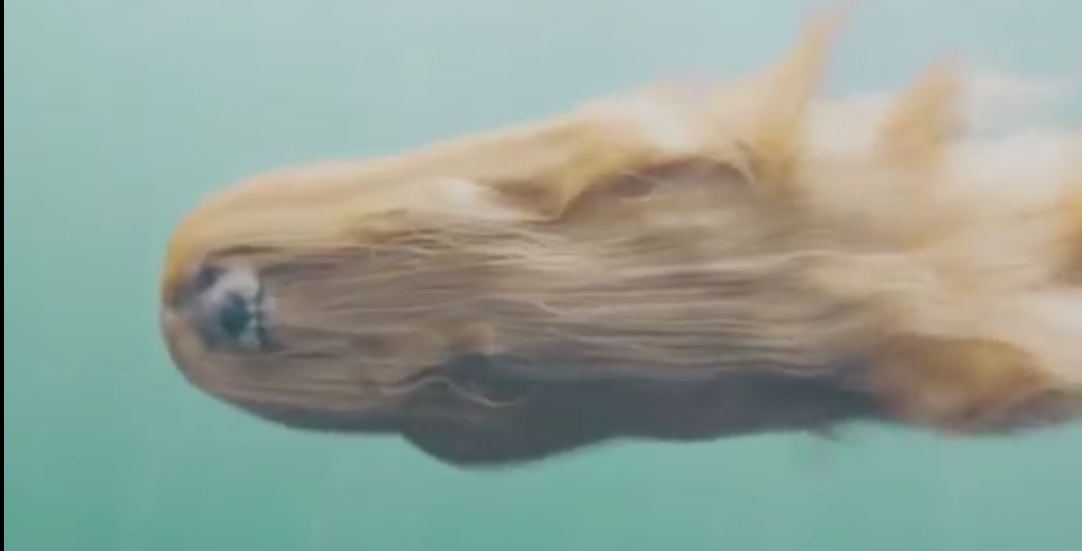 'Underwater Afghan hound' is the strangest thing you'll