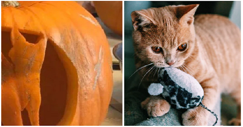 This is the perfect Halloween pumpkin design for cat lovers The Poke