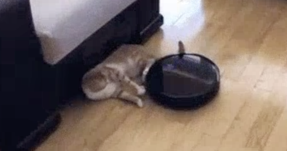 In the battle between Roomba and cat, there could be only one winner