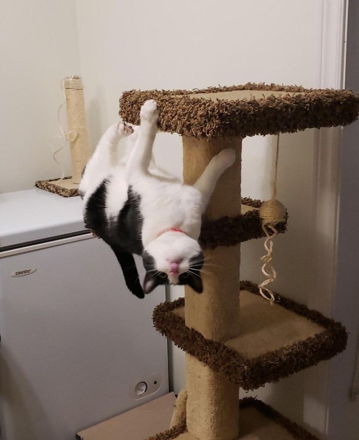 15 amazing pictures of cats defying the laws of physics - Page 2 of 2