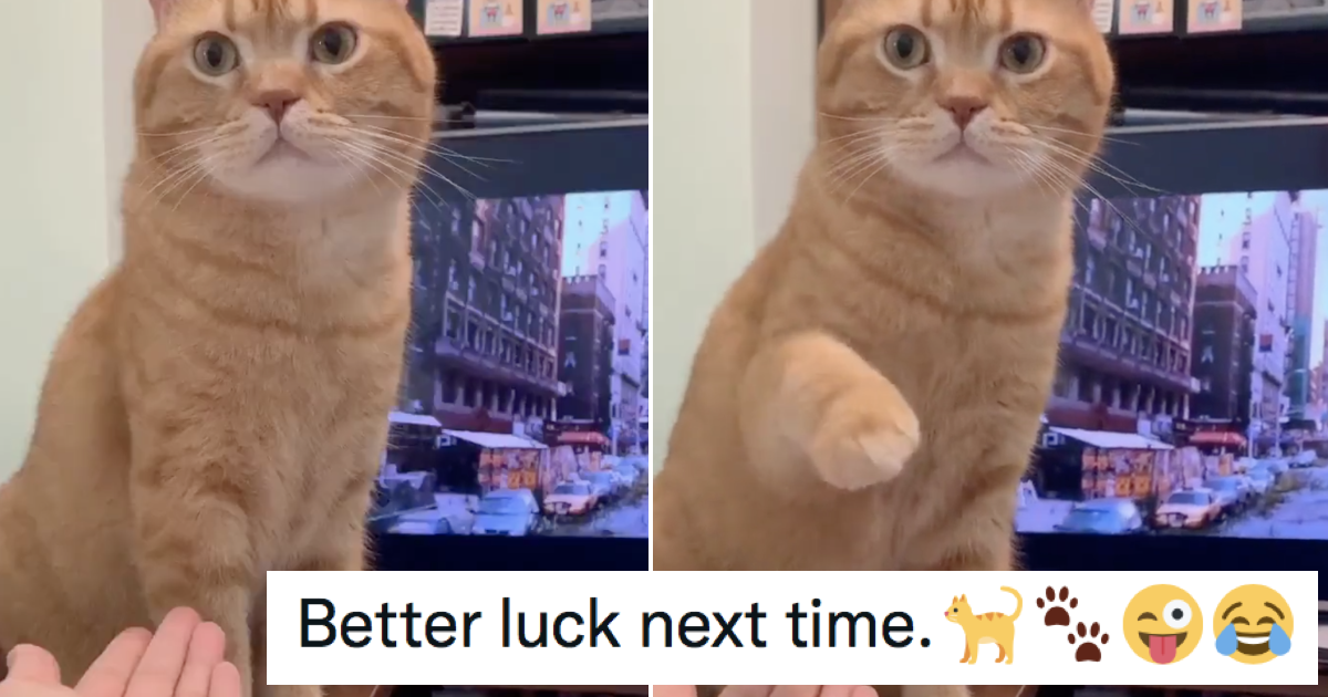 This cat’s magnificent ‘old one-two’ is a simply pawsome burn