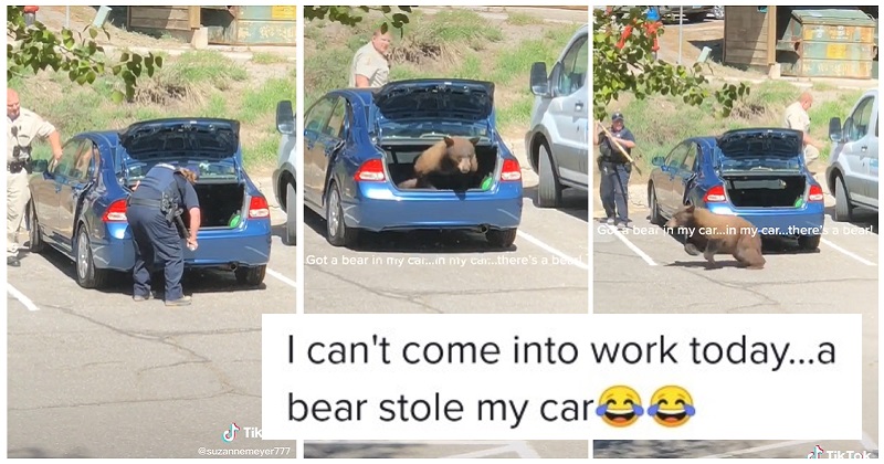 This bear definitely took a wrong turn