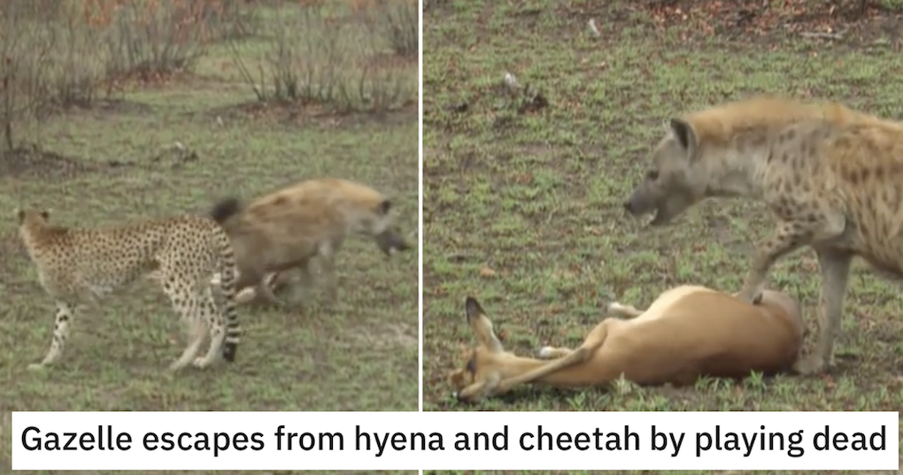 This gazelle saving its skin by playing dead is the most remarkable great escape