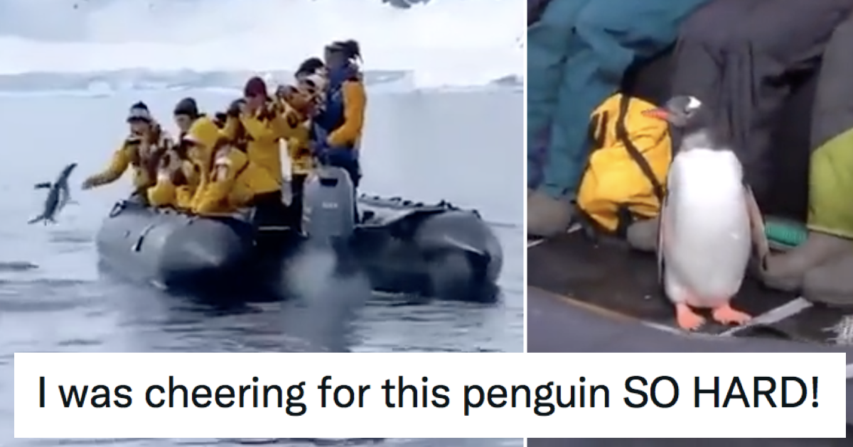 This penguin jumping into a boat to escape a pod of orcas had the internet cheering