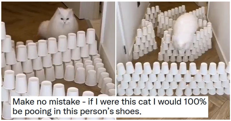 Probably the best viral kitty obstacle challenge you’ll see this week - the poke