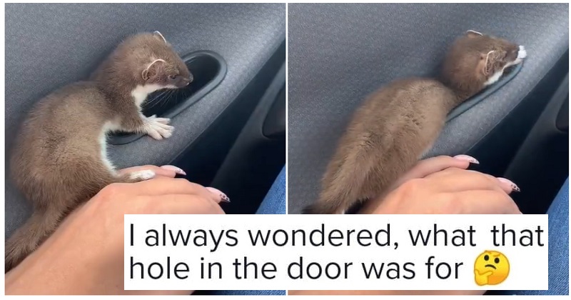 If your car doesn’t have a weasel – you’re missing out - the poke