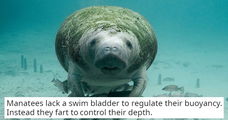 17 obscure animal facts to make you wonder what else David Attenborough has been keeping to himself