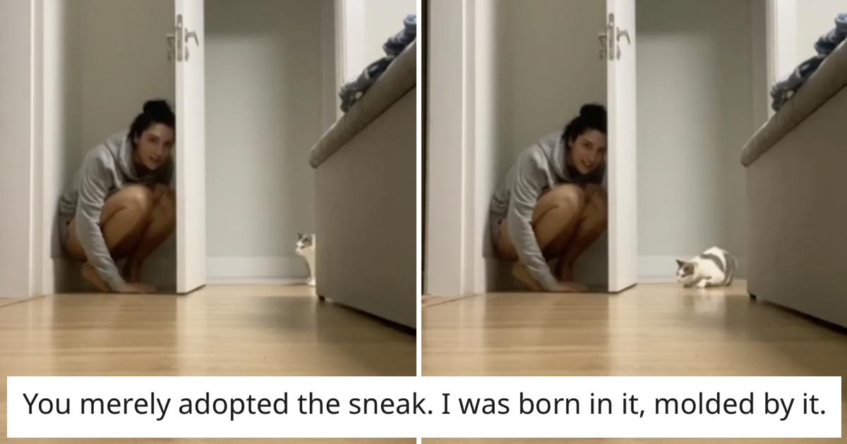 This attempt to scare a cat backfired in hilarious fashion (wait for it …)