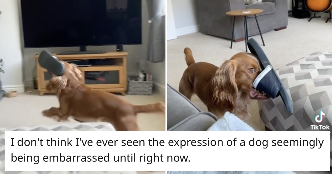 The moment this dog realises he's not alone is very funny and totally  adorable | Flipboard